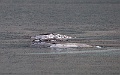 Narwhals in Gibbs Fjord